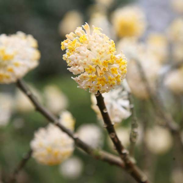 Image of an Edgeworth Chrysantha plant