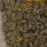 Beehive at the Festival