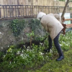 Bernard Canavan Planting an Edgeworthia Chrysantha at the Maria Edgeworth Centre