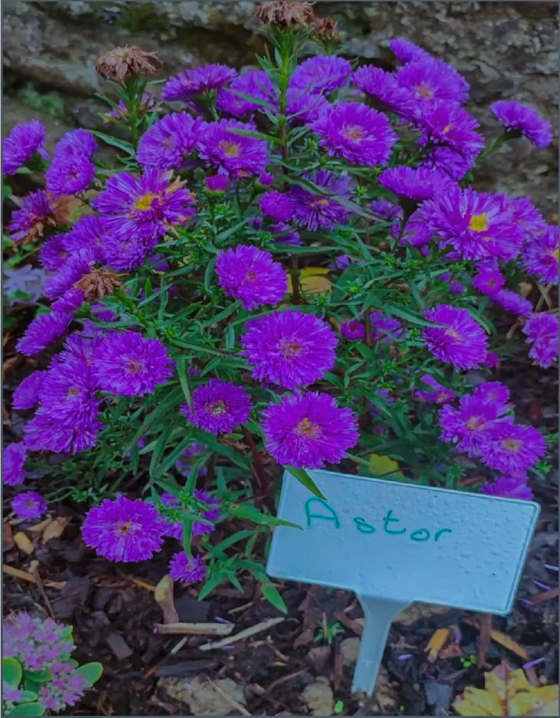 Asters - garden plant