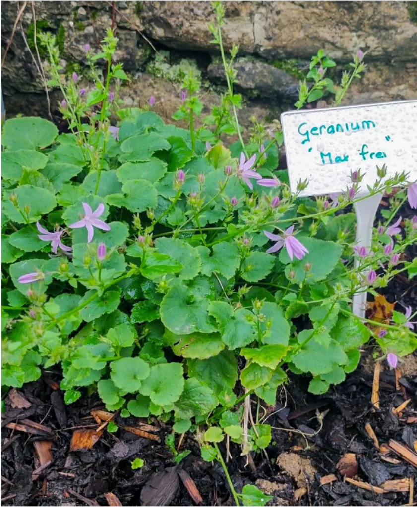 Geranium garden plant